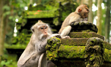 Monkey Forest