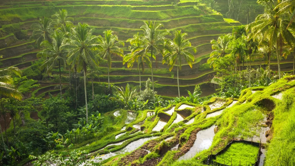 Tegallalang Rice Terrace