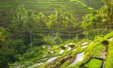 Tegallalang Rice Terrace