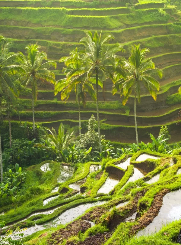 Tegallalang Rice Terrace