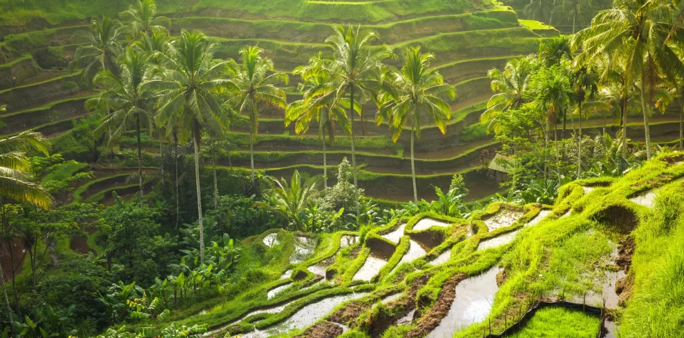 Tegallalang Rice Terrace