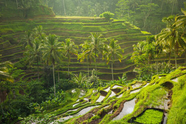 tegalalang ubud tour