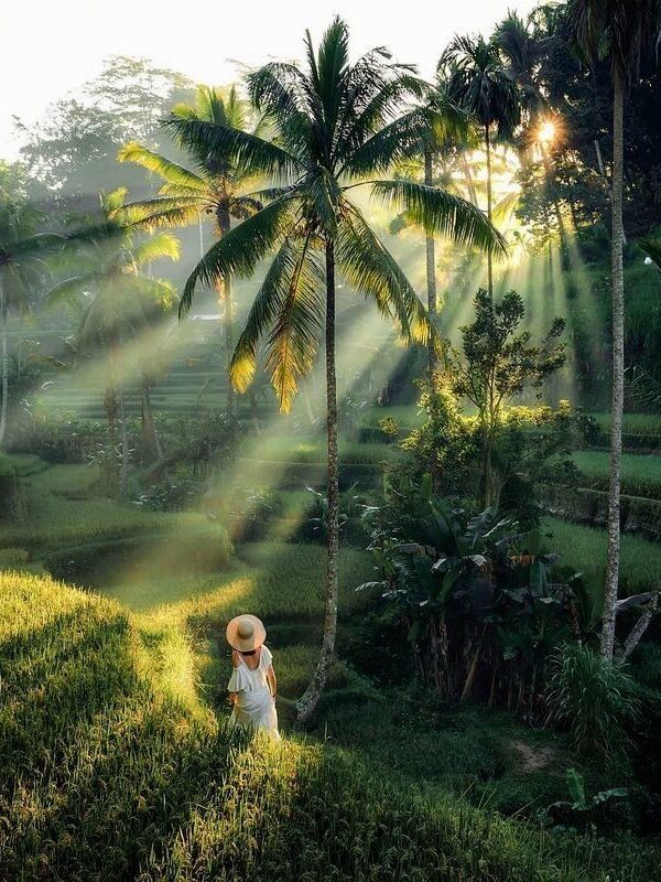 tegalalang ubud tour