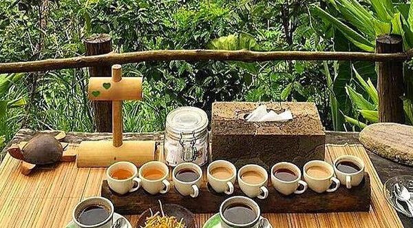 luwus coffe plantation