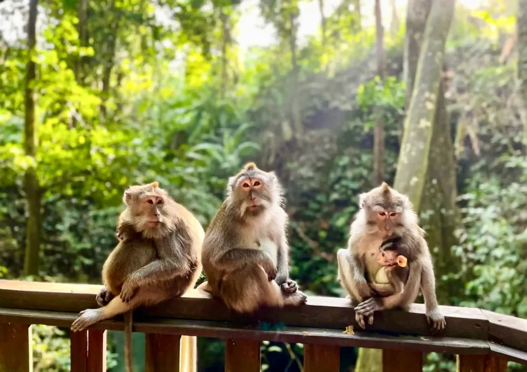 ubud monkey forest