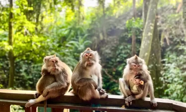 ubud monkey forest