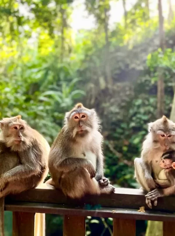 ubud monkey forest