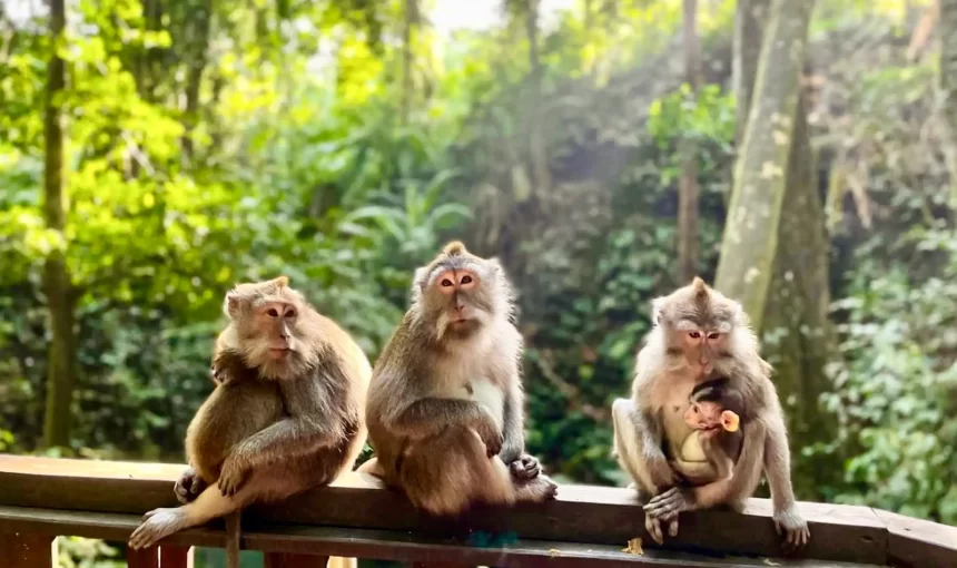 Things to Do in Ubud 2025: Top 10 Authentic Experiences