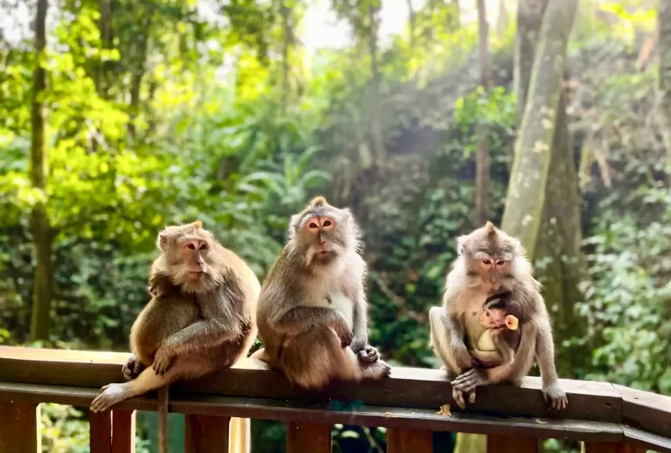 ubud monkey forest