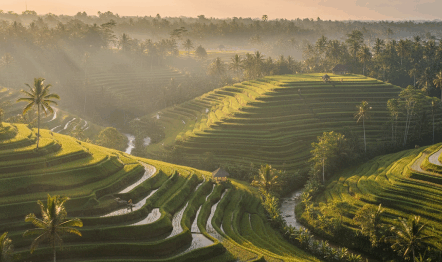 Tour Tips Ubud: Best Temples, Rice Terraces & Rainforest
