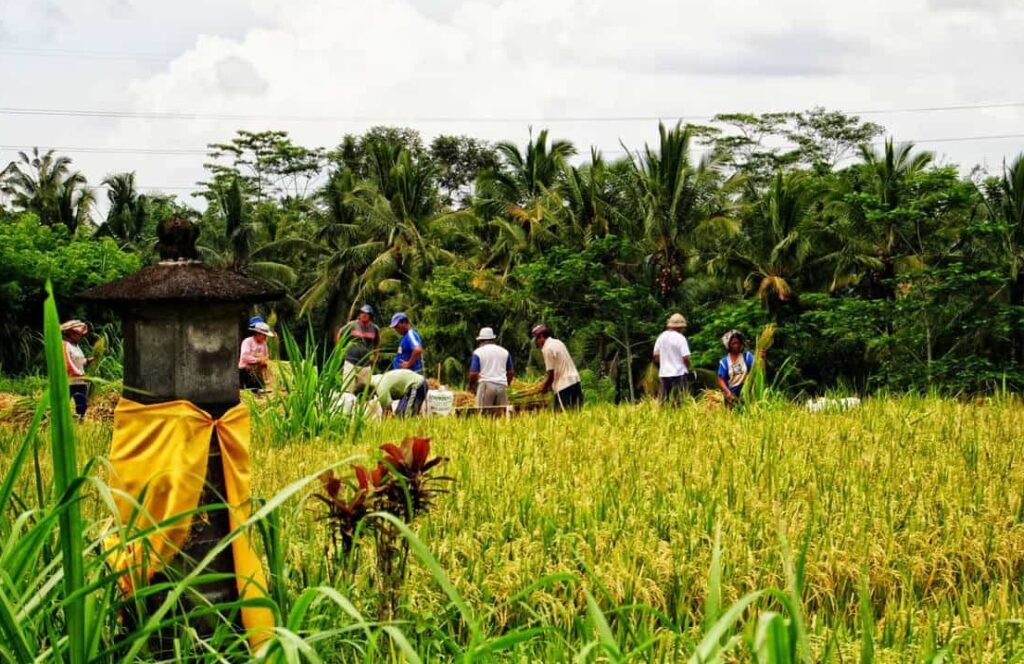 balinese rural farming experience