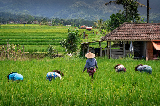 Jatiluwih rice farmer