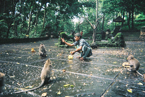 monkey forest ubud