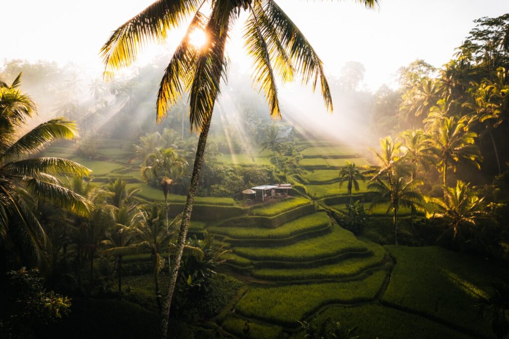 tegalalang rice terrace morning view