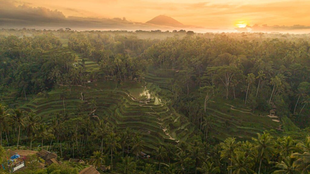 tegalalng rice terrace sunrise