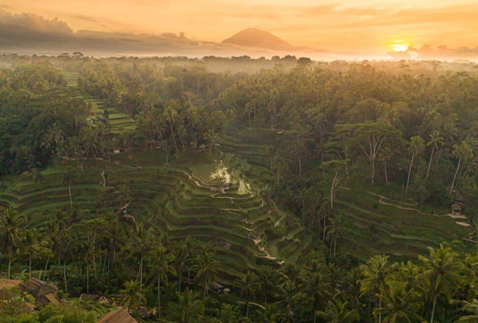 tegalalng rice terrace sunrise