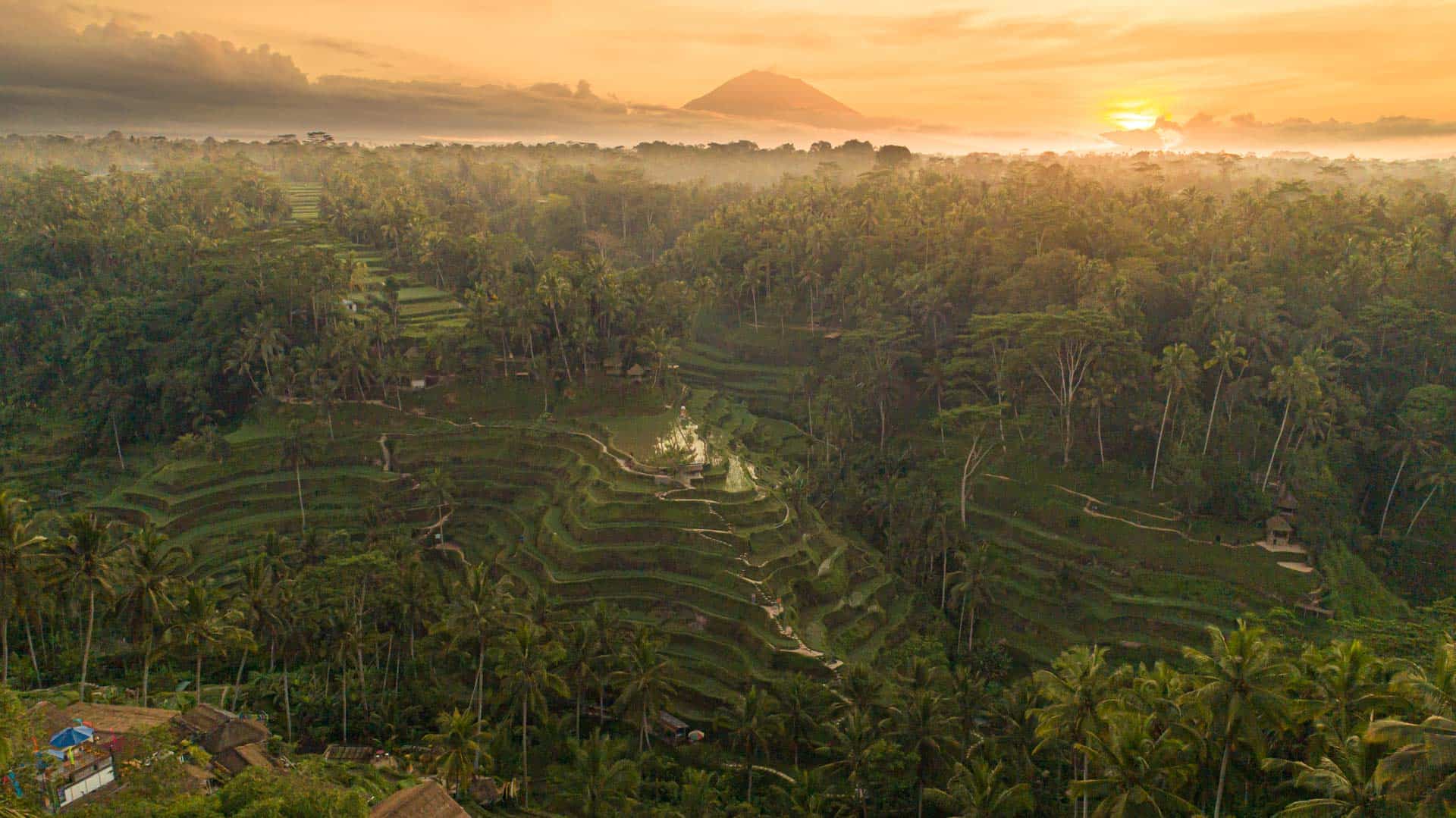 tegalalng rice terrace sunrise