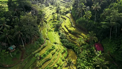 ubud tegalalang rice terrace