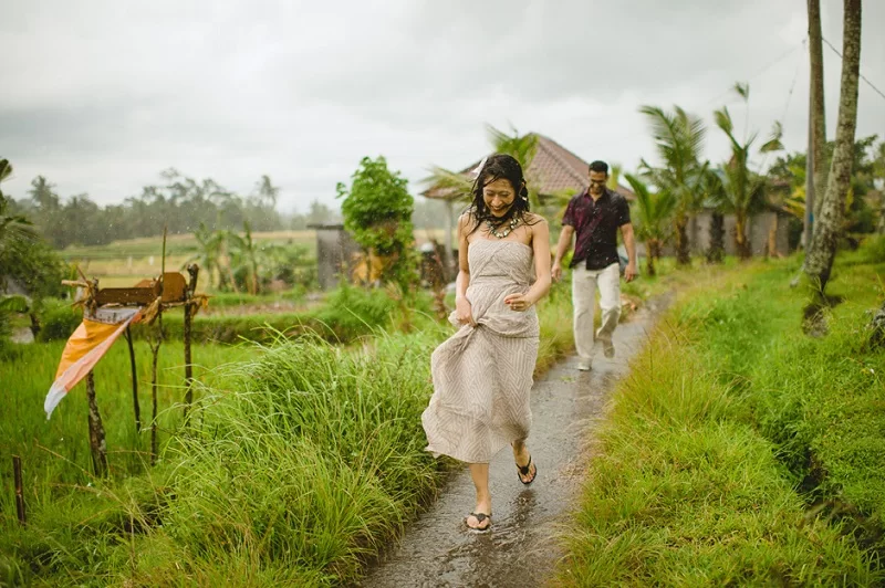 rain falls in the rice fields
